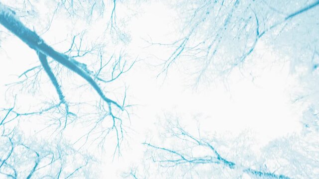 Point of view shot of walking through a magical, deeply snowy winter forest with tall trees. Serene and tranquil nature scene, ideal for meditation, travel, and outdoor active lifestyle themes.