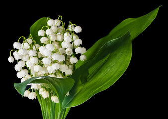 Lily of the valley flowers for gifts isolated on black background.