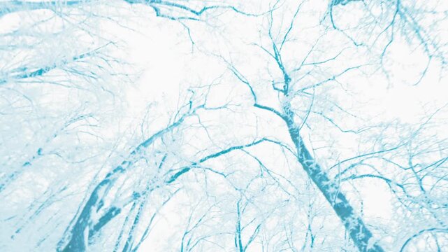 Point of view shot of walking through a magical, deeply snowy winter forest with tall trees. Serene and tranquil nature scene, ideal for meditation, travel, and outdoor active lifestyle themes.
