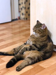 Cat sleeping sitting in a human position. Vertical photo.