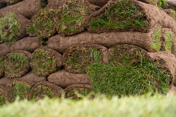 Obraz premium Sod pallet with cultivated rolled turf grass ready for gardening