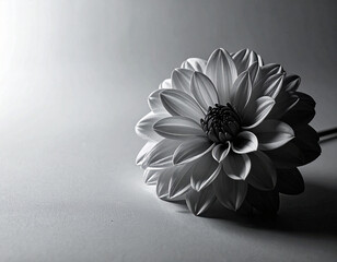  Single Flower Silhouette in soft monochrome background