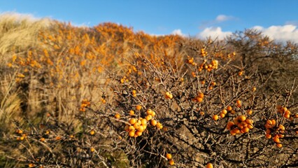 Large Sea ​​buckthorn shrub Hippophae rhamnoides plant grows on sandy dunes natural...