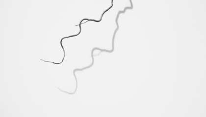 Branch Shadow on White Surface. monochrome lifestyle