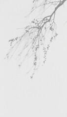 Branch Shadow on White Surface. monochrome lifestyle
