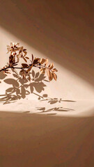 Branch Shadow on White Surface. monochrome lifestyle