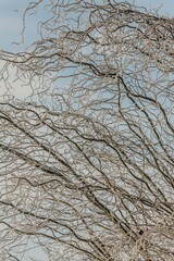Tree branches in an ice crust. The glitter of ice in the sun's rays. Icy weather. Cold temperature. Winter frost. Copy space. Climate change. Extreme weather. Winter concept. Natural pattern. 