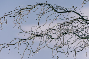 Tree branches in an ice crust. The glitter of ice in the sun's rays. Icy weather. Cold temperature. Winter frost. Copy space. Climate change. Extreme weather. Winter concept. Natural pattern. 