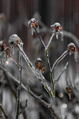Plant in transparent ice. Frozen tree branch. Fairytale winter in macro photography. Close-up of frozen nature. Winter natural scene. Extreme cold. Freezing rain. Severe weather conditions.