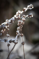 Plant in transparent ice. Frozen tree branch. Fairytale winter in macro photography. Close-up of frozen nature. Winter natural scene. Extreme cold. Freezing rain. Severe weather conditions.