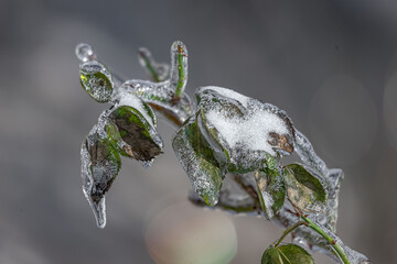 Plant in transparent ice. Frozen tree branch. Fairytale winter in macro photography. Close-up of frozen nature. Winter natural scene. Extreme cold. Freezing rain. Severe weather conditions.