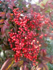 ナンテン（南天）の実のアップ