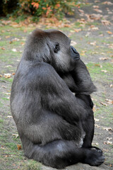 Pregnant female gorilla close up

