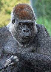  portrait of a powerful male gorilla


