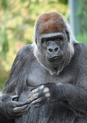 a full-length portrait of a mighty male gorilla