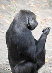 Pregnant female gorilla close up

