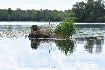 Seagulls perched on a tree on the river bank with reflection in the water