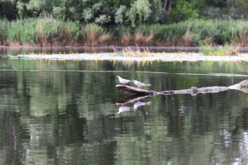 Seagulls perched on a tree on the river bank with reflection in the water