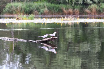 Seagulls perched on a tree on the river bank with reflection in the water