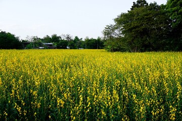 A vast, blooming field of yellow Sun Hemp (Crotalaria juncea) stretching across the rural landscape