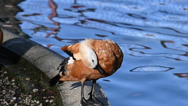 A pair of rusty shelducks, Tadorna ferruginea, cleaning themselves by a lake in their natural habitat