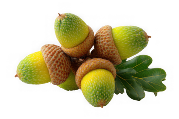 Green acorns isolated on transparent background