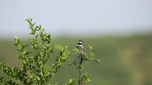 The chinspot batis (Batis molitor) is a small songbird of the genus Batis in the family Platysteiridae. This video was taken in Uganda.