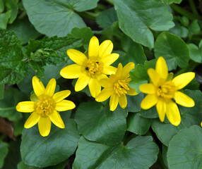 Ranunculus ficaria blooms in the wild