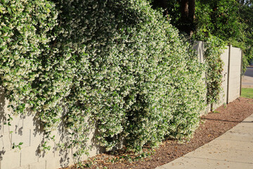 Flowering vine of Star Jasmine or Confederate Jasmine Trachelospermum jasminoides growing against a concrete block wall along pedestrian sidewalk in Phoenix, Arizona