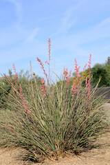 Arizona desert native red yucca or Hesperaloe parviflora with fresh growth of bud stem surrounded by arching narrow fibrous leaves in Phoenix city street xeriscaping