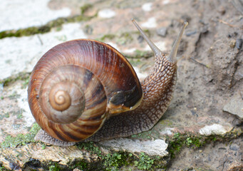 In nature, the large snail Helix lucorum