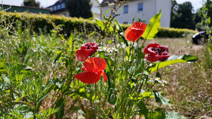 Red poppies in the sunshine: Bright blossoms on a wild summer meadow