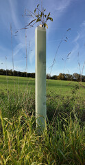 Young tree with protective covering in a field: Forestry tree protection against browsing by wild animals
