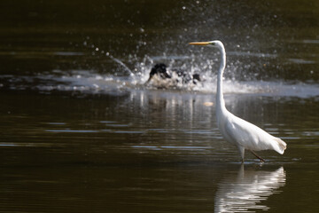 Grande Aigrette