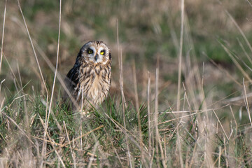 Hibou des marais, Hibou brachyote, Asio flammeus, Short eared Owl, region Pays de Loire; marais...