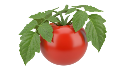 fresh red tomato plant in pot 3d icon isolated on transparent  background gardening and farming concept.png