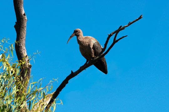 Ibis hagedash,