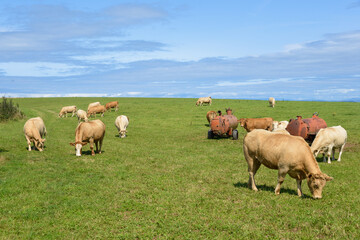 vache, Causse de S&eacute;v&eacute;rac, S&eacute;v&eacute;rac le Ch&acirc;teau, 12, Aveyron, France