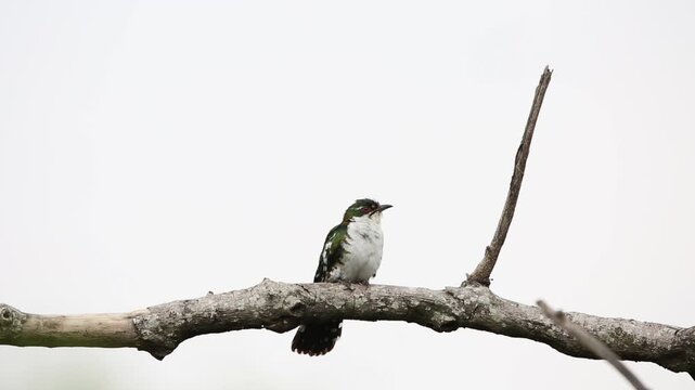 The diederik cuckoo (Chrysococcyx caprius), formerly dideric cuckoo or didric cuckoo is a member of the cuckoo family of birds, Cuculidae. This photo was taken in Uganda.