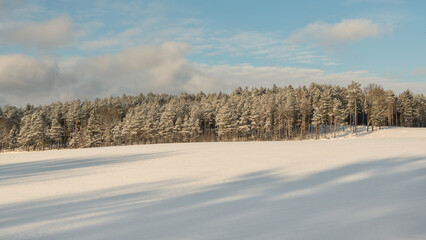A snowy winter landscape with a pine forest on the horizon. A sunny day, a vast, white field covered in snow, and long shadows cast across the snow. 