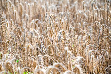 A field of grain waiting to be harvested during summer.