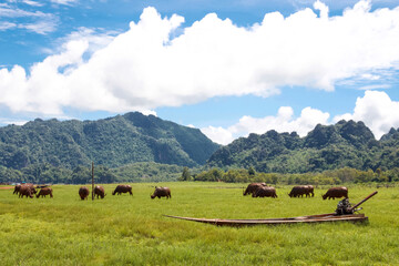 A group of buffalo eating grass
