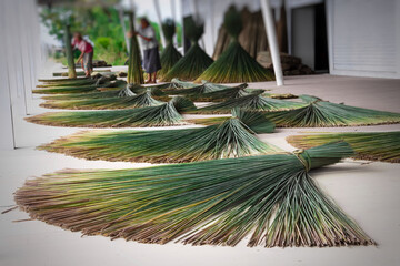 Krajood trees, fresh and then break the sun to dry.
