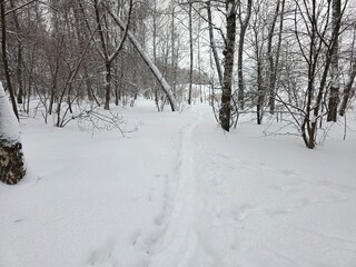 Narrow Snow Trail Through Quiet Winter Forest A narrow path with footprints winds through a peaceful snowy forest filled with bare trees on a cold winter day