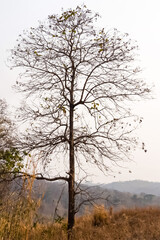 Large trees shedding their leaves during the dry season.