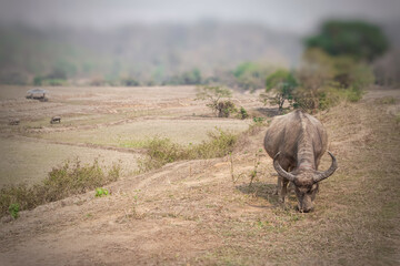 Buffalo grazes on the edge of the rice fields in the dry season.