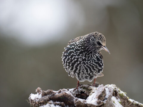 Star, Sturnus vulgaris
