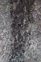 The rough skin of Chamchuri tree