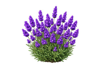 Lavender plant blooming with vivid purple flowers, fragrant herb offering aromatherapy and botanical beauty on transparent background