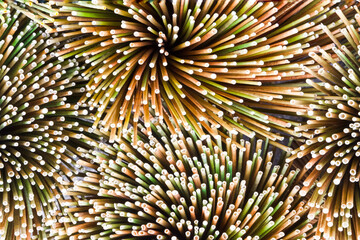 Krajood trees that are dry